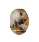 保護犬 3dogs（個別スタンプ：23）