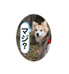 保護犬 3dogs（個別スタンプ：24）