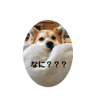 保護犬 3dogs（個別スタンプ：25）