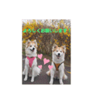 保護犬 3dogs（個別スタンプ：26）