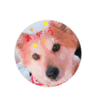保護犬 3dogs（個別スタンプ：27）