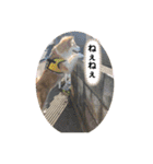 保護犬 3dogs（個別スタンプ：28）