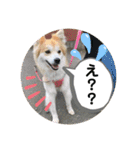 保護犬 3dogs（個別スタンプ：29）