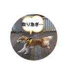 保護犬 3dogs（個別スタンプ：30）