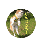 保護犬 3dogs（個別スタンプ：31）