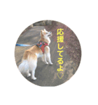 保護犬 3dogs（個別スタンプ：32）