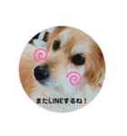 保護犬 3dogs（個別スタンプ：33）