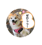 保護犬 3dogs（個別スタンプ：34）