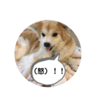 保護犬 3dogs（個別スタンプ：35）