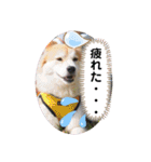 保護犬 3dogs（個別スタンプ：36）