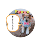 保護犬 3dogs（個別スタンプ：37）