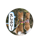 保護犬 3dogs（個別スタンプ：38）