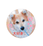 保護犬 3dogs（個別スタンプ：39）
