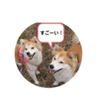 保護犬 3dogs（個別スタンプ：40）