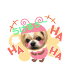 愛犬れんくん（個別スタンプ：1）