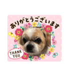 愛犬れんくん（個別スタンプ：2）
