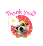 愛犬れんくん（個別スタンプ：3）