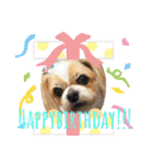 愛犬れんくん（個別スタンプ：5）