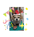 愛犬れんくん（個別スタンプ：7）