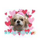 愛犬れんくん（個別スタンプ：8）