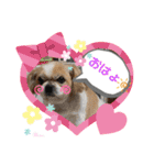 愛犬れんくん（個別スタンプ：9）
