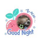 愛犬れんくん（個別スタンプ：10）