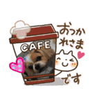 愛犬れんくん（個別スタンプ：13）