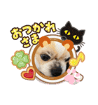 愛犬れんくん（個別スタンプ：14）