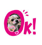 愛犬れんくん（個別スタンプ：18）