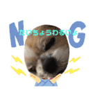愛犬れんくん（個別スタンプ：20）