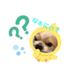 愛犬れんくん（個別スタンプ：22）