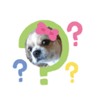 愛犬れんくん（個別スタンプ：23）