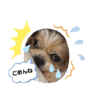 愛犬れんくん（個別スタンプ：25）