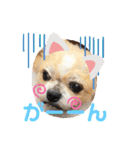 愛犬れんくん（個別スタンプ：26）
