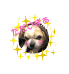 愛犬れんくん（個別スタンプ：28）