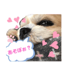 愛犬れんくん（個別スタンプ：30）