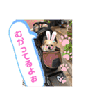 愛犬れんくん（個別スタンプ：31）