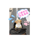 愛犬れんくん（個別スタンプ：33）