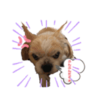 愛犬れんくん（個別スタンプ：34）