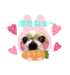 愛犬れんくん（個別スタンプ：40）