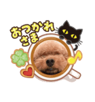 トイプードル ロン君（個別スタンプ：6）
