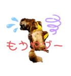 ダックス・BON5（個別スタンプ：1）