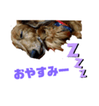 ダックス・BON5（個別スタンプ：2）