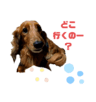 ダックス・BON5（個別スタンプ：3）
