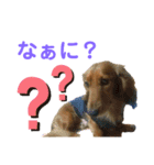 ダックス・BON5（個別スタンプ：5）
