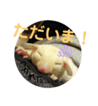 マカロニスタンプ.vol2（個別スタンプ：2）
