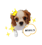 レオ★キャバリア（個別スタンプ：2）