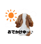 レオ★キャバリア（個別スタンプ：21）