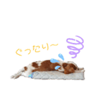 レオ★キャバリア（個別スタンプ：24）