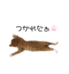 にゃんこのこはるちゃん（個別スタンプ：12）